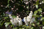 Mountain fetterbush